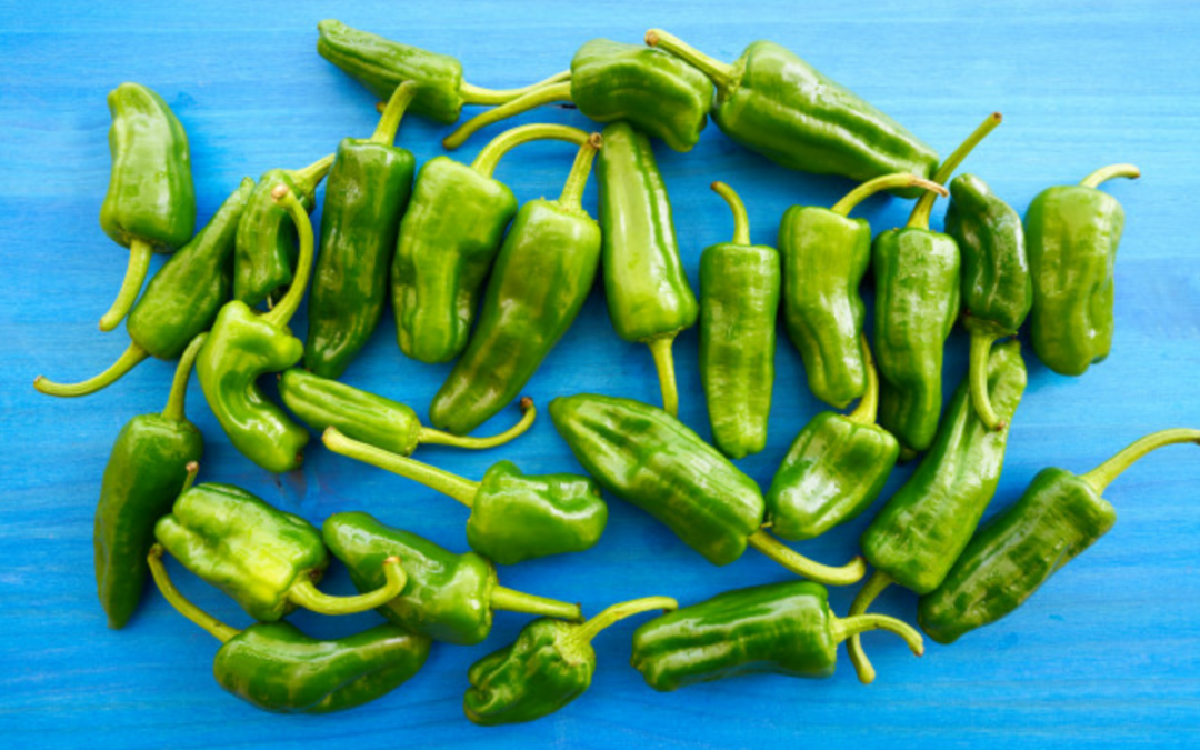 Pimientos de padrón, ¿por qué unos pican y otros no?