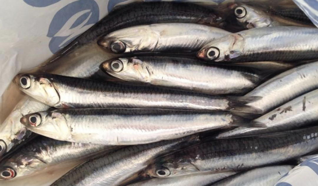 El boquerón, una delicia de esta temporada