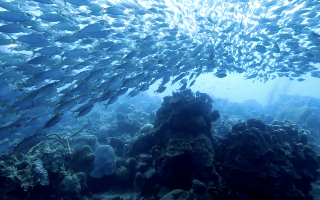 Día Mundial de los Océanos