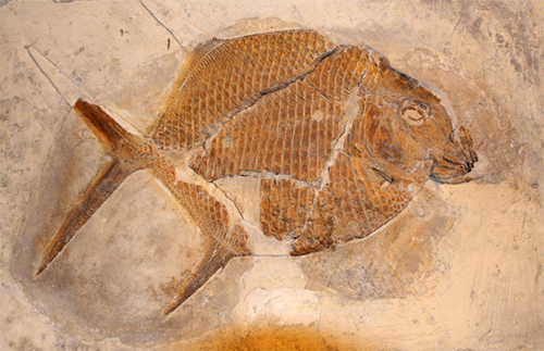 Un poco de historia del consumo del marisco