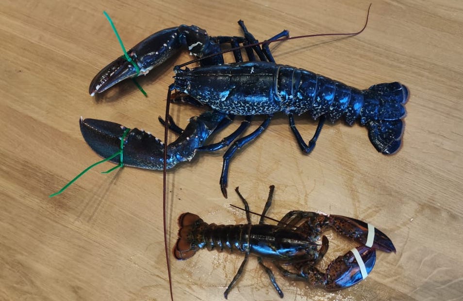 Diferencia entre bogavante canadiense y gallego