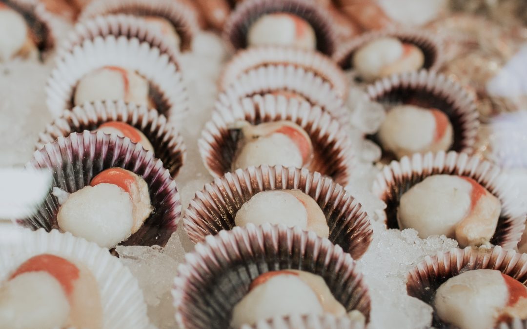 Zamburiñas: una auténtica joya del mar