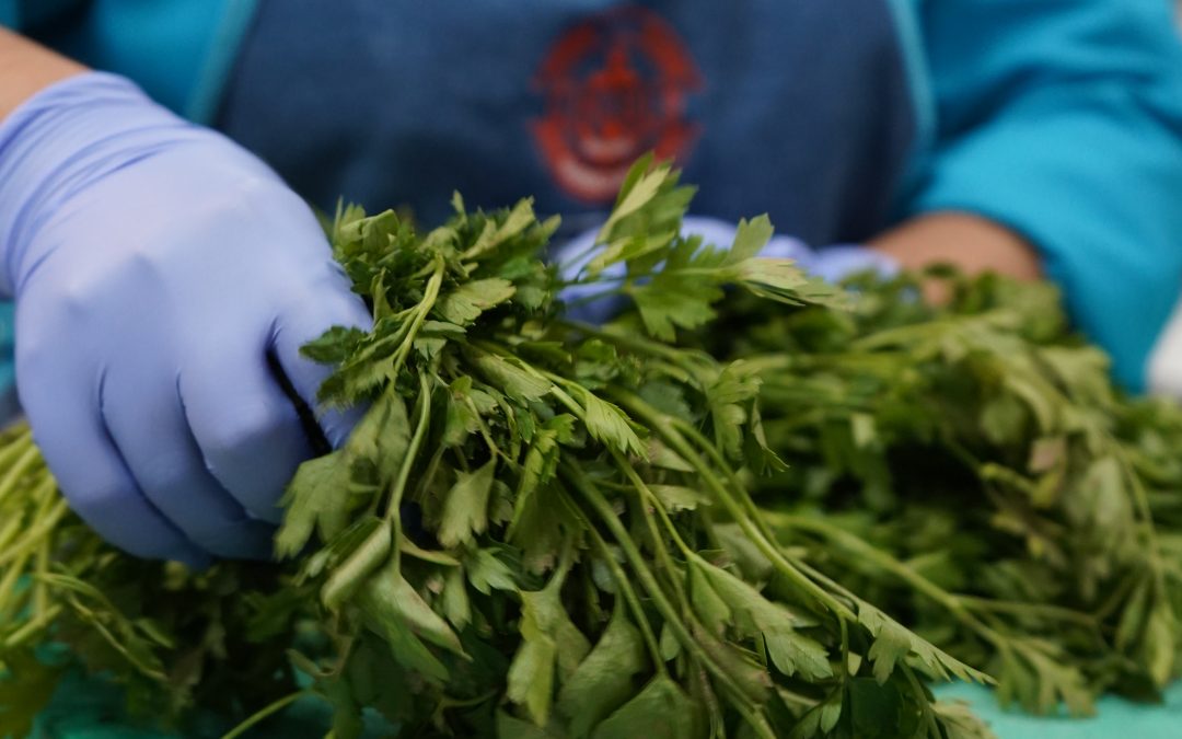 Todo sobre el perejil